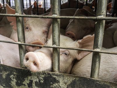 Crowded pigs looking out bars