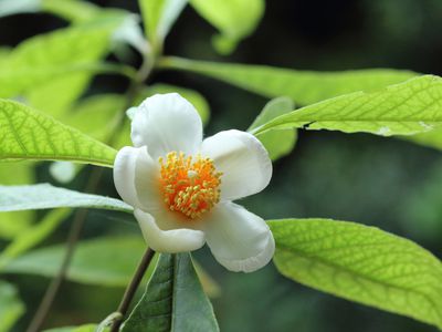 Franklinia alatamaha