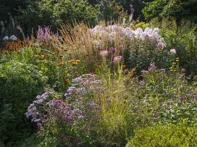 Mixed border in an English cottage garden in late August. Flowering perennials and annuals with a backdrop of shrubs and trees.