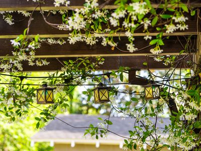 Patio outdoor spring white flower garden in backyard porch of home with lamps light bulbs on pergola canopy wooden gazebo