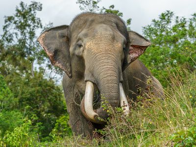 Male sumatran elephant in Bengkulu, Indonesia