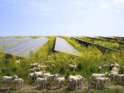 heep grazing mustard plants at a solar farm in the Netherlands