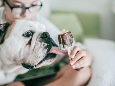 Bulldog licking a frozen treat on a popsicle stick.