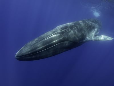 Fin whale, balaenoptera physalus, swimming in the Azores