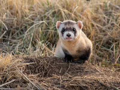 A federally endangered black-footed ferret in the wild