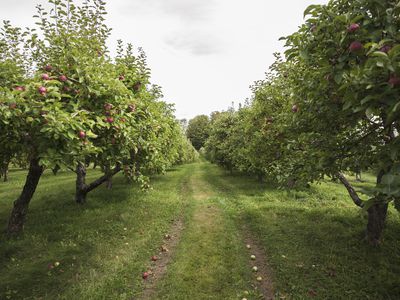 Looking down the middle of two rows of apple trees in an orchard