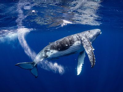 A humpback whale underwater.