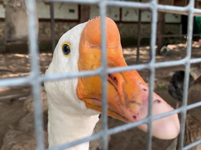 A head of a white caged goose with an orange beak close up behind a metal fence in a poultry foie gras production concept