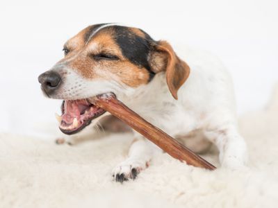 Jack Russell Terrier with a natural dog chew