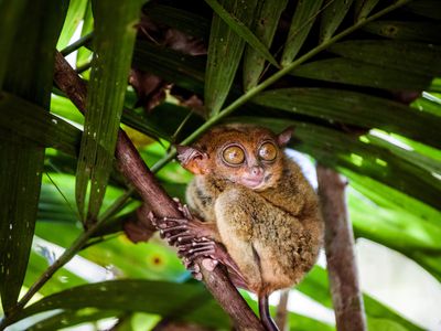 A brown Phillipine tarsier with huge amber eyes clutching a palm tree