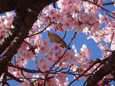 Cherry blossoms with a bird sitting on a branch