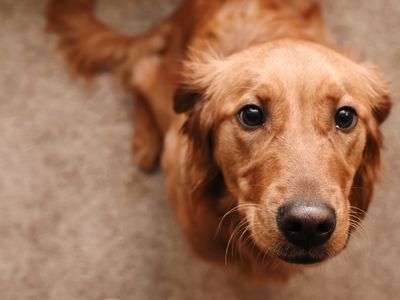 a brown dog looking up expectantly