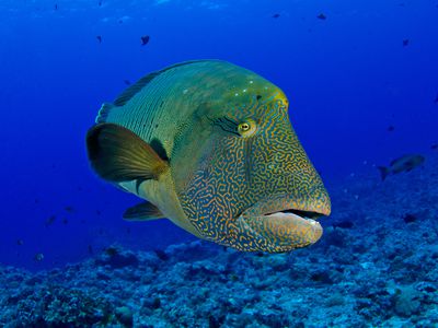 A colorful humphead wrasse in Micronesia