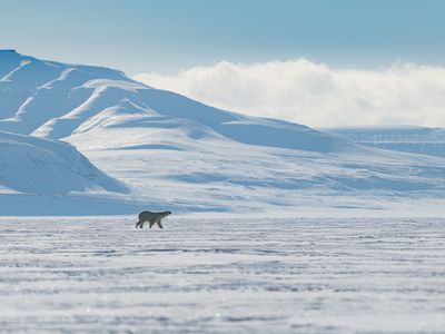 A polar bear walking along a flat surface covered with sea ice with a snow-covered mountain in the background and a blue sky and low,white clouds above