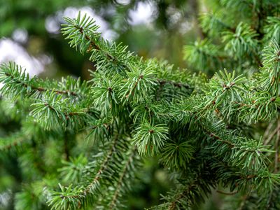 Close-up of green needles on a Douglas fir branch.