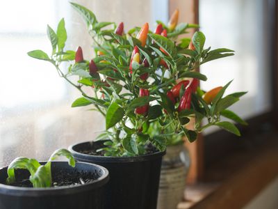 Bok choy and a chilli plant potted and growing on a wooden window sill