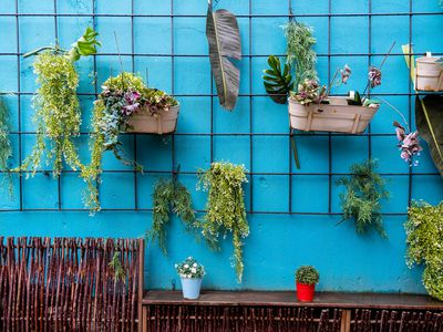 Hanging houseplants on a wall