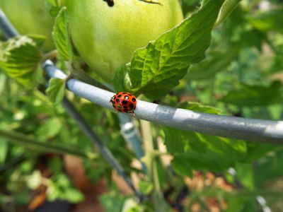 Close-Up Of Ladybug In Home Garden