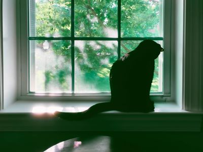 black cat sits at windowsill looking out