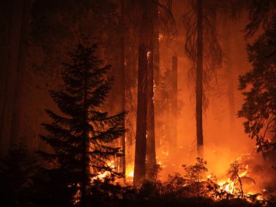 Forest fires in California are depleting carbon credits