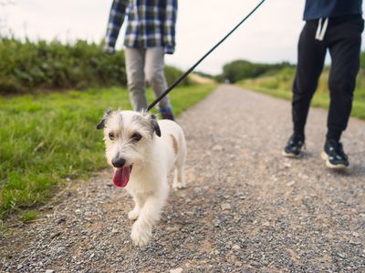 two young kids walk small dog on gravel road in park