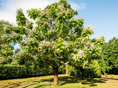 Southern catalpa tree in bloom