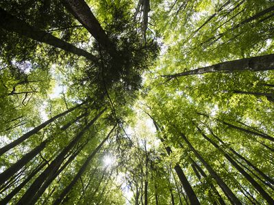 Bits of sky show through a canopy of green trees in a forest.