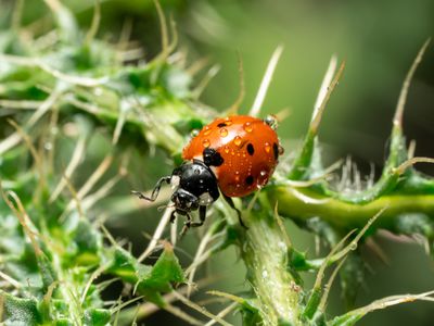 red and black spotted ladybug on a plant