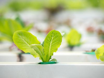 Growing hydroponic lettuce