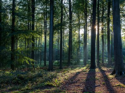 Black Forest in Baden-Württemberg, Germany occupies over 2,000 square miles