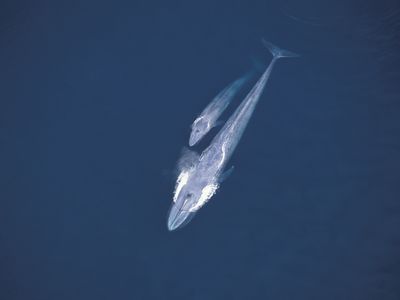 Blue whale swimming with a calf