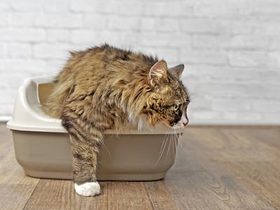 Cat crawling out of a litter box on a hardwood floor.