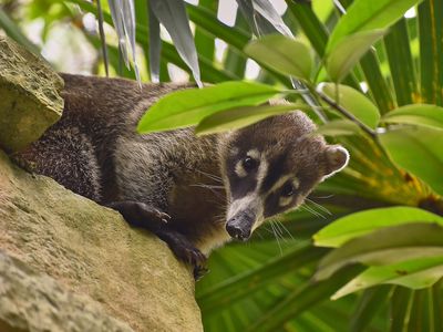 A white nosed coati in Tulum, Mexico