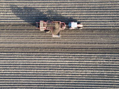 Top down Aerial view of a farmer harvesting potatoes. He is using big agricultural equipment for it.