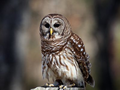 Beautiful barred owl with a blurry background