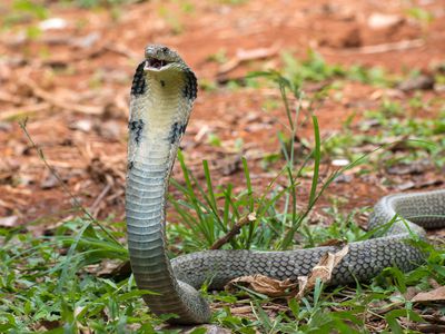 King Cobra in the grass 