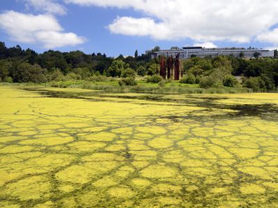 Eutrophication