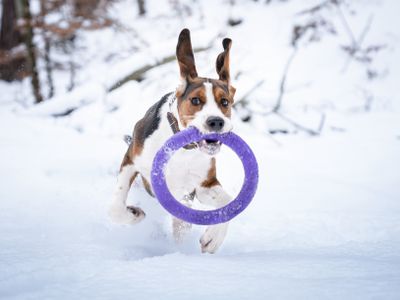 beagle dog runs through snow while holding purple dog toy in mouth