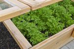 A cold frame up-close, growing greens. 