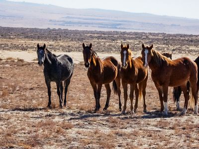 Horses of the Onaqui Wild Horse Herd in Utah, U.S..