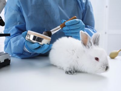 Rabbit in cosmetics testing lab