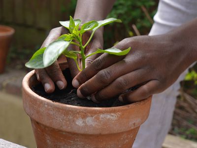 bipoc man's hands place starter plant in terracotta clay pot