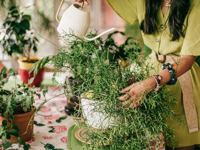 A woman in a green dress waters a big beautiful houseplant