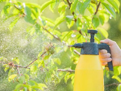 Spray bottle spraying liquid on cherry leaves with aphids