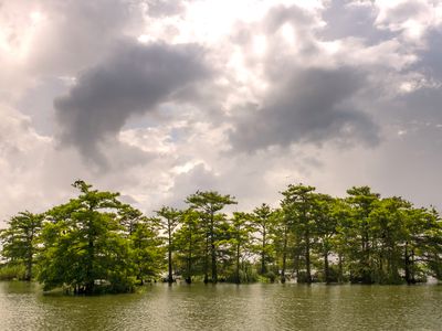 A dying cypress swamp seen under stormy skies, Venice, Louisiana, USA