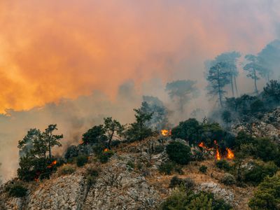 Huge Forest Fire in Red Pine Forests