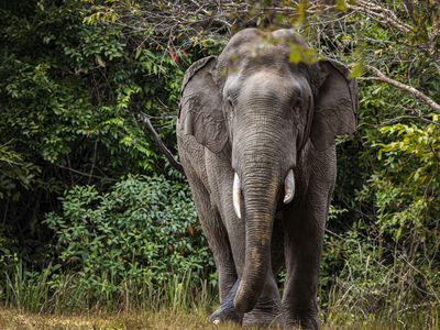 Indian elephant in Khao Yai National Park, Thailand