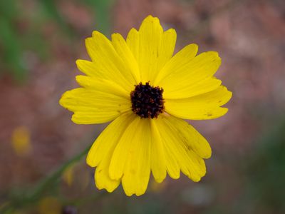 Leavenworths tickseed flower