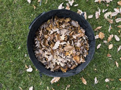 Leaves in a bin on the lawn