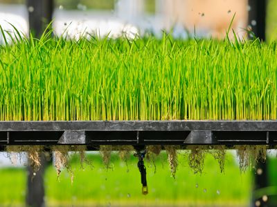 Growing rice in an aeroponics system